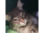 Adopt Madeline a Domestic Long Hair