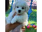Bichon Frise Puppy for sale in Lancaster, CA, USA