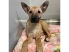 Adopt MARINA a German Shepherd Dog, Mixed Breed