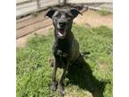 Adopt MARY JANE a Labrador Retriever, Mixed Breed