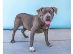 Adopt DOLLY a Pit Bull Terrier