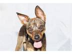 Adopt JENNY a Manchester Terrier
