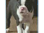 Boston Terrier Puppy for sale in Alton, IL, USA