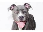 Adopt BRAZIL a Pit Bull Terrier