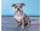 Adopt VIRG a Pit Bull Terrier
