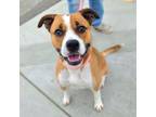 Adopt ALMOND a Boxer, Pit Bull Terrier