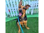 Adopt CHINA a German Shepherd Dog, Mixed Breed