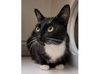 Adopt AMY a Domestic Short Hair