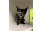 Adopt ECLAIR a Domestic Short Hair