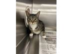 Adopt MEGAN a Domestic Short Hair