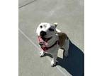 Adopt CHANDRA a Pit Bull Terrier