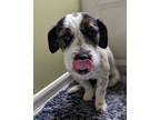 Adopt Benelli a Border Terrier, Jack Russell Terrier