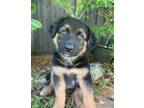 Adopt Buttercup a Rottweiler, German Shepherd Dog