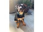 Adopt Bluebell a Rottweiler, German Shepherd Dog