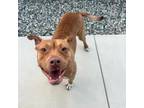 Adopt Lucy a Pit Bull Terrier