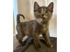 Adopt Petal a Domestic Short Hair