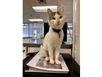 Adopt Ocean a Domestic Short Hair