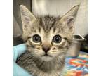 Adopt Blanche a Domestic Short Hair