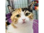 Adopt Sugar Bunny a Domestic Short Hair