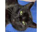 Adopt Jade a Domestic Short Hair