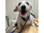 Adopt Chula a Jack Russell Terrier, Mixed Breed