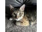 Adopt Gia a Domestic Short Hair