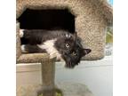 Adopt Nora a Domestic Long Hair