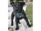 Adopt Vega a Mixed Breed (Medium) / Mixed dog in Mesa, AZ (41458286)