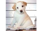 Adopt Orion a Mixed Breed (Medium) / Mixed dog in Mesa, AZ (41458285)