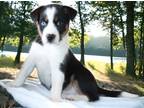 Adopt Cosmo a Mixed Breed (Medium) / Mixed dog in Mesa, AZ (41458283)