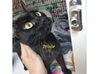 Adopt Trixie a Domestic Short Hair