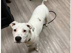 Adopt Paloma a American Staffordshire Terrier