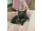 Adopt Jeanette a Tortoiseshell