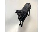 Adopt Mindy a Terrier