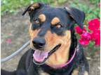 Adopt Roxy a Rottweiler, Mixed Breed