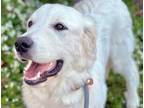 Adopt Zoe a Great Pyrenees