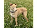 Adopt Pebbles a Terrier