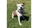 Adopt Lily a Pit Bull Terrier