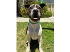 Adopt June Bug a Pit Bull Terrier, Mixed Breed
