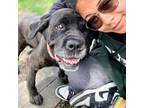 Adopt Ginseng a Mastiff