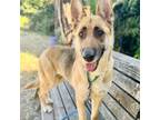 Adopt Chapina a German Shepherd Dog