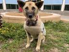 Adopt COCO CONVEILMAN a Mixed Breed, German Shepherd Dog