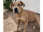 Adopt SCOOBY a Mixed Breed