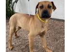 Adopt ZUMA a Mixed Breed