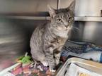 Adopt STORMY a Domestic Short Hair
