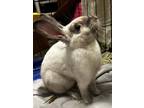 Adopt SUSHI a Bunny Rabbit