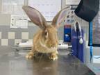Adopt PEANUT a Bunny Rabbit