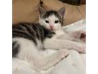 Adopt Toast a Domestic Short Hair