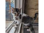 Adopt Featherpaw a Domestic Short Hair