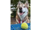 Adopt Emmie a Siberian Husky